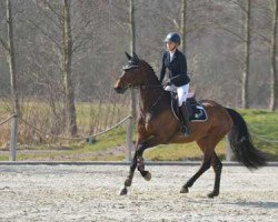 Springpferd Dorette W (Hannoveraner, 2016, von Diarado)