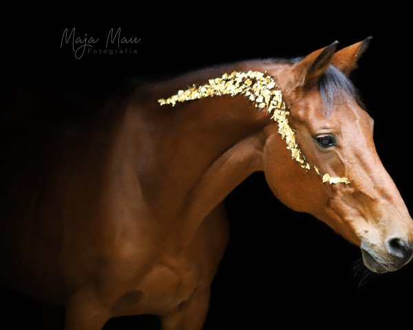 broodmare Alena 43 (German Sport Horse, 2003, from Acadius) broodmare Alena 43 (German Sport Horse, 2003, from Acadius)