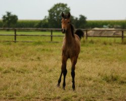 Pferd Sensation de (Holsteiner, 2021, von Sandro Junior)