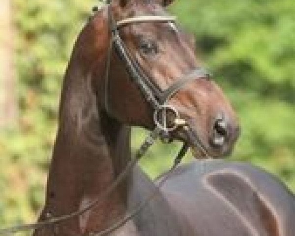 stallion Cosmo-Pilot (Westphalian, 2002, from Co-Pilot)