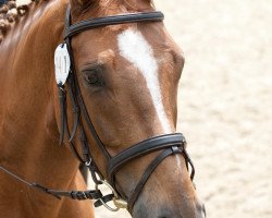 Dressurpferd Nike (Westfale, 2003, von Medici)