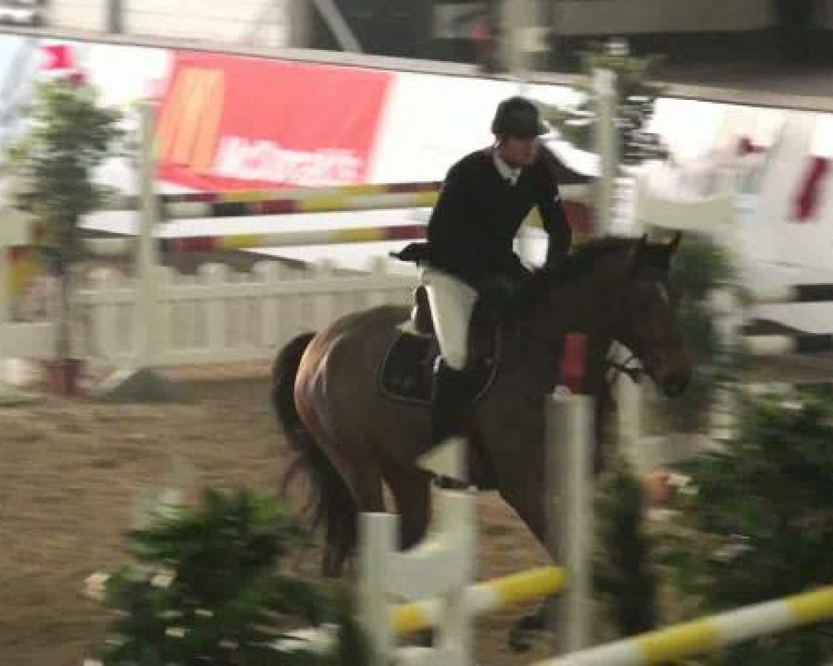 jumper Giaccomo (German Warmblood, 2003, from Golliath Life)
