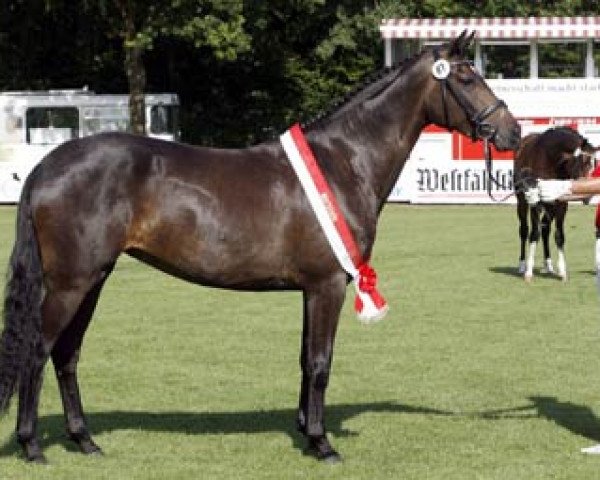 Zuchtstute Romy (Westfale, 2007, von Rock Forever NRW)