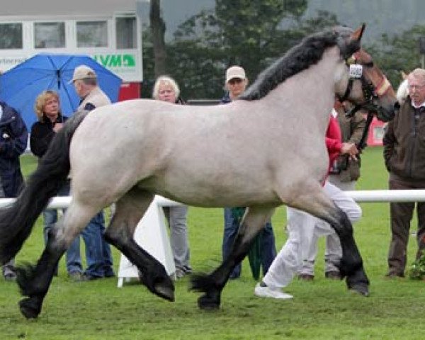 broodmare Hedda (Rhenish-German Cold-Blood, 2008, from Hurrican)