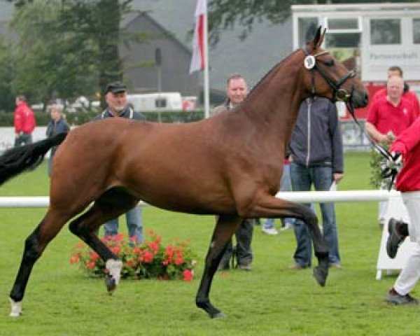 broodmare Fashion Girl (Westphalian, 2008, from Fidertanz)