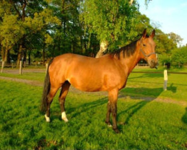 broodmare Grace K (Hanoverian, 1995, from Glueckspilz)