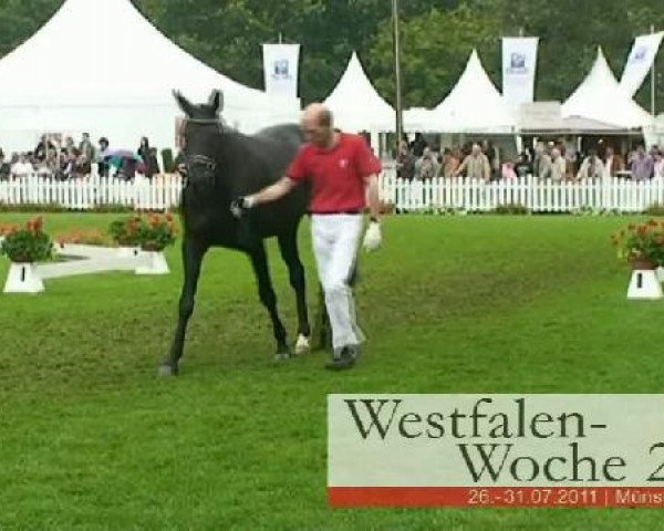 broodmare Roxanne 161 (Westphalian, 2008, from Riccio)