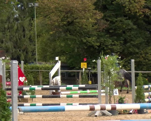 Reitturnier Diessen 2022