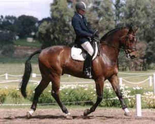 horse Broadstone Dramatik (Hanoverian, 1997, from Demonstrator) horse Broadstone Dramatik (Hanoverian, 1997, from Demonstrator)