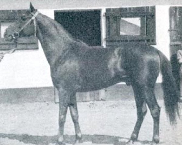 stallion Fanfaron ox (Arabian purebred, 1954, from Rozmaryn ox)