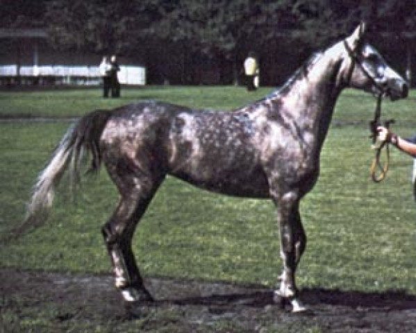 stallion Argo ox (Arabian purebred, 1976, from Gwarny ox)