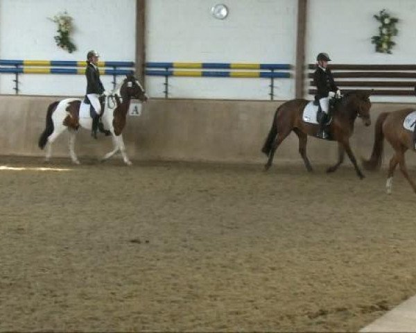 dressage horse Cipolino 2 (Oldenburg, 2002, from Collin L)