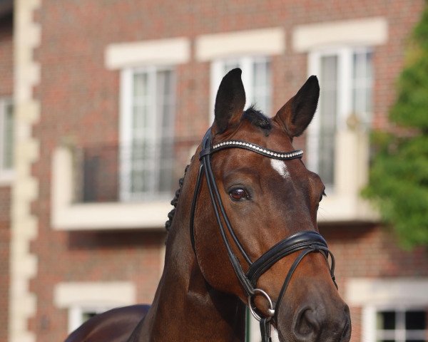 jumper Biba Butzemann (Oldenburg show jumper, 2014, from Balou du Rouet)