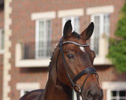 jumper Biba Butzemann (Oldenburg show jumper, 2014, from Balou du Rouet)
