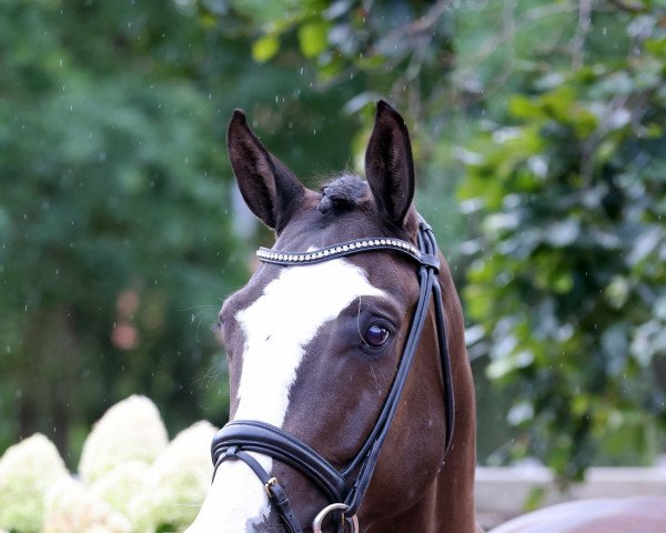 horse Confetti 59 (Oldenburg show jumper, 2017, from Casalido)