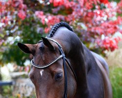 Springpferd Corleone 87 (Oldenburger Springpferd, 2016, von Casino Grande)