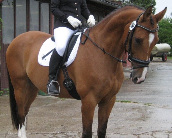 horse Louiss (Hanoverian, 1998, from Lastro)