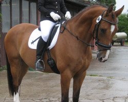 horse Louiss (Hanoverian, 1998, from Lastro)