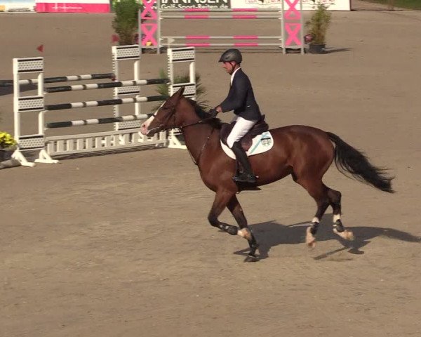 Reitturnier Westergellersen 2022