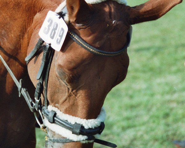 dressage horse Parosie (Westphalian, 1998, from Paukenschlag)