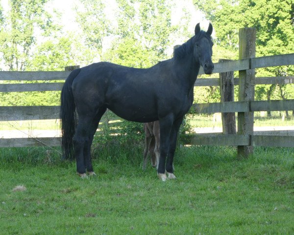 Zuchtstute Flavios Feine (Westfale, 2009, von Flavio)