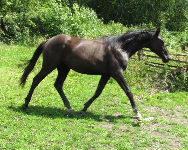 Pferd Carasol (Deutsches Reitpferd, 2009, von Cadeau des Dieux)