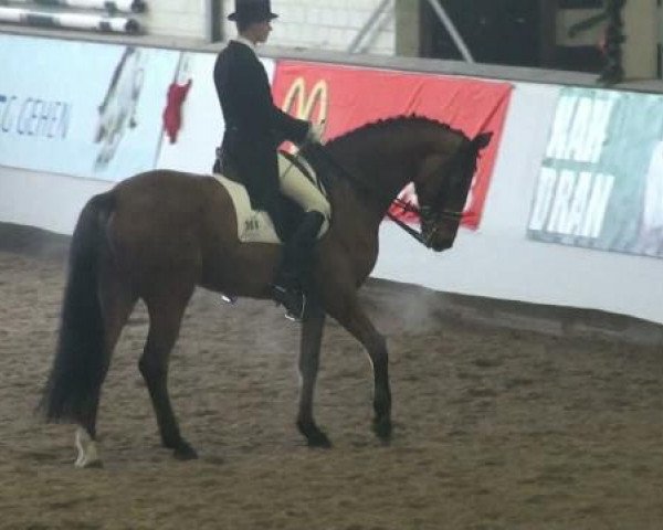 dressage horse Fernando 642 (Westphalian, 2002, from Ferragamo) dressage horse Fernando 642 (Westphalian, 2002, from Ferragamo)
