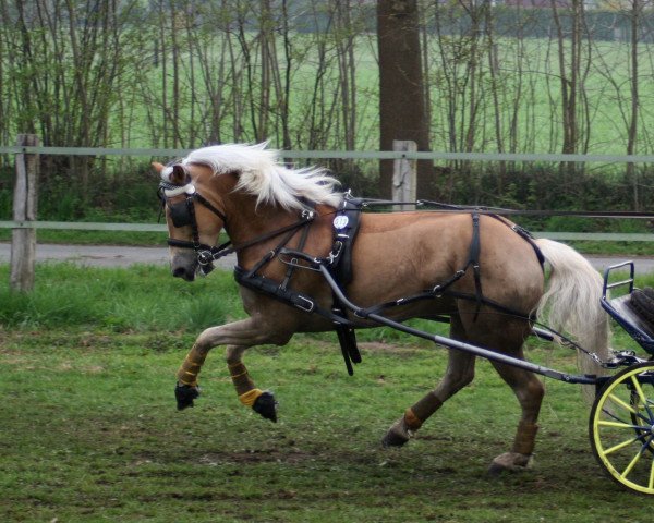dressage horse Aragon 357 (Haflinger, 2003, from Ammersee)