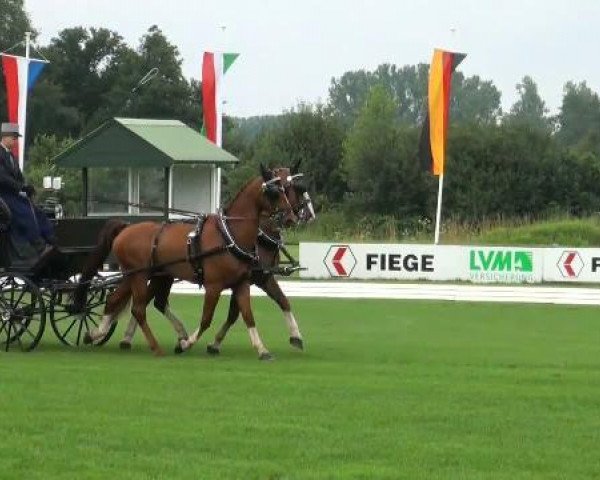 horse Zimba (KWPN (Royal Dutch Sporthorse), 2004, from Berlin)