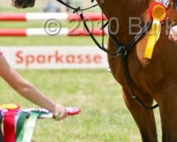 jumper Bobo 4 (German Riding Pony, 1993, from Boss)