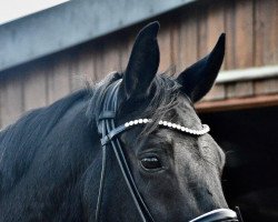 broodmare Supergirl 14 (Mecklenburg, 2015, from Swarovski)