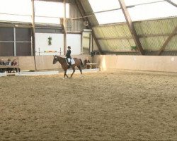 dressage horse Let's Twist Again T (Westphalian, 2005, from Lord Sinclair I)