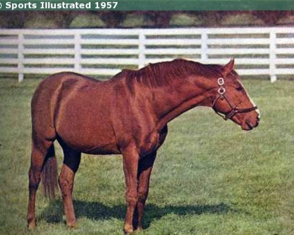 stallion Discovery xx (Thoroughbred, 1931, from Display xx)