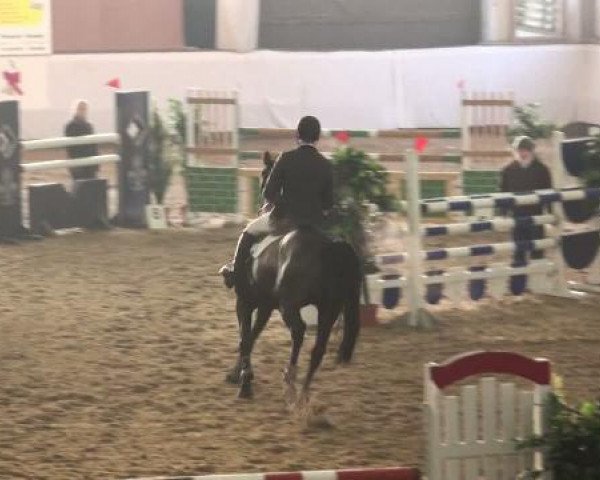 broodmare Diamond Princess 2 (Rhinelander, 2002, from Danny Wilde)