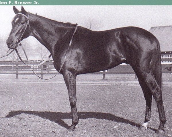 stallion Bold Ruler xx (Thoroughbred, 1954, from Nasrullah xx)