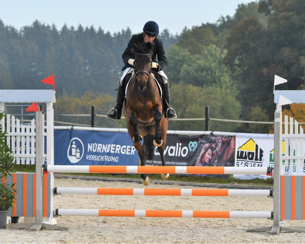 jumper Krilon SB (Trakehner, 2017, from Sir Oliver)