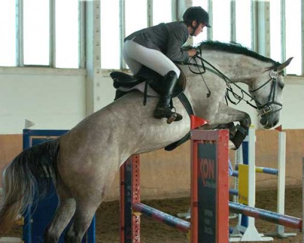 broodmare Waldperle (Sachse, 2000, from Corgraf)