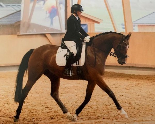 horse All eyes on me 5 (Oldenburg, 2018, from Asgard's Ibiza) horse All eyes on me 5 (Oldenburg, 2018, from Asgard's Ibiza)