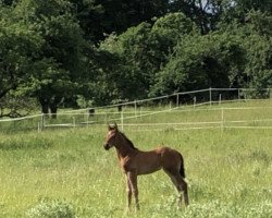horse Hengst von Baccardis Best / Diamond Star (Oldenburg, 2022, from Baccardi’s Best)