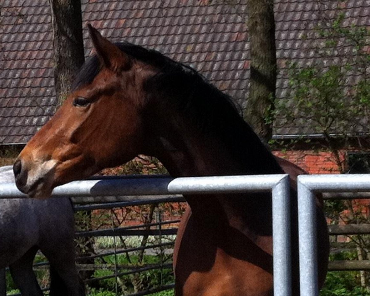 broodmare Balljolie F (Trakehner, 2008, from Münchhausen)