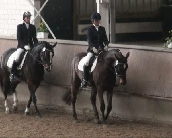 dressage horse Maxima 48 (Westphalian, 2002, from Montmartre)