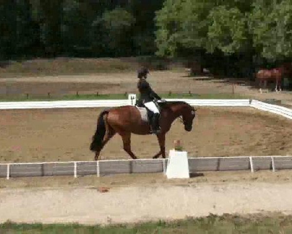 jumper For Wings (German Sport Horse, 2007, from For The Moon)