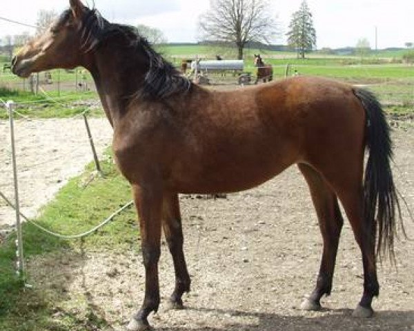Zuchtstute Samira R (Deutsches Sportpferd, 2009, von Sommertraum)