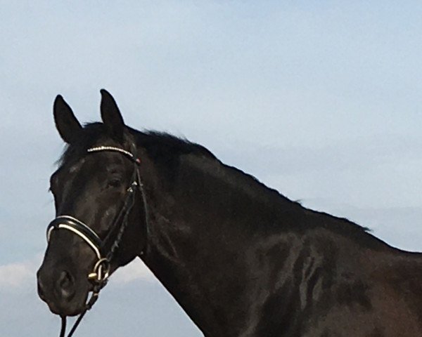 horse Aytouch (Oldenburg, 2015, from Ampère)