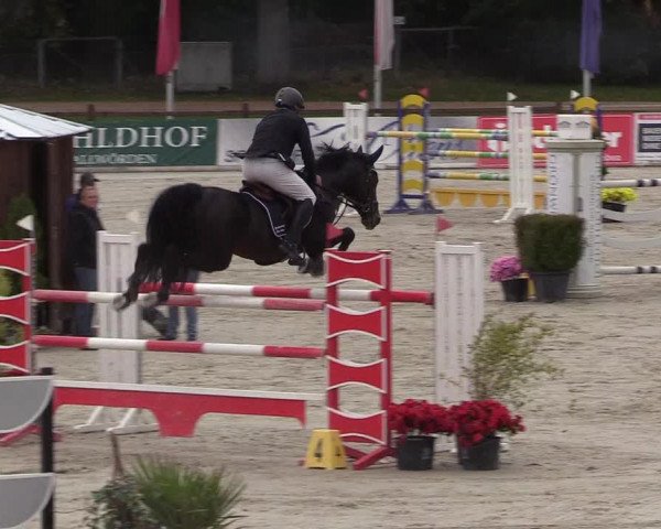 Reitturnier Westergellersen 2022