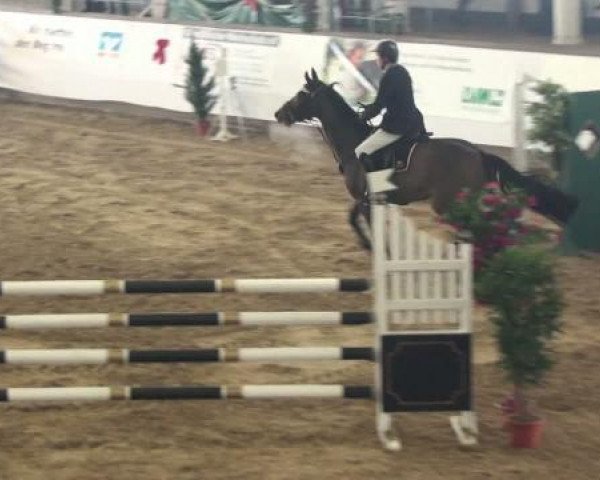 jumper Cocochino (Holsteiner, 2004, from Caretino)