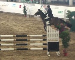 jumper Cocochino (Holsteiner, 2004, from Caretino)