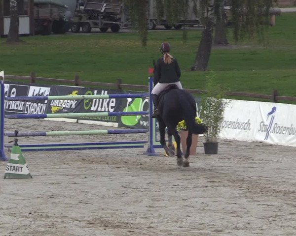 Reitturnier Westergellersen 2022