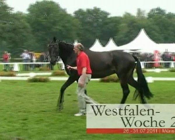 broodmare History (Westphalian, 2008, from Hotline) broodmare History (Westphalian, 2008, from Hotline)
