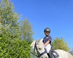dressage horse Lyla (Welsh mountain pony (SEK.A), 2012)